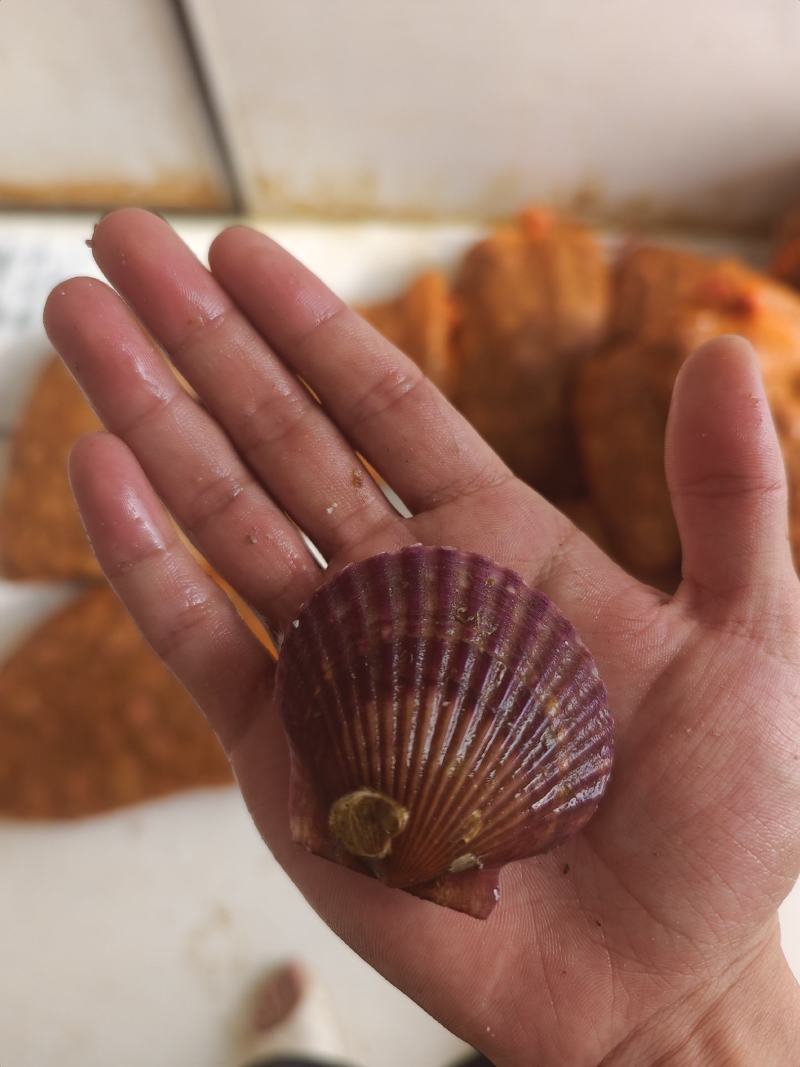 扇贝精品港湾贝小红贝扇贝一手货源产地直供欢迎来