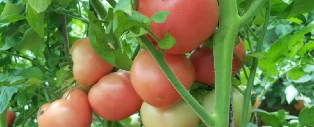 硬粉西红柿特写