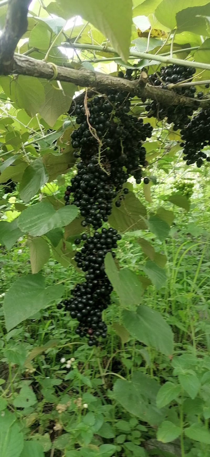 山野葡萄