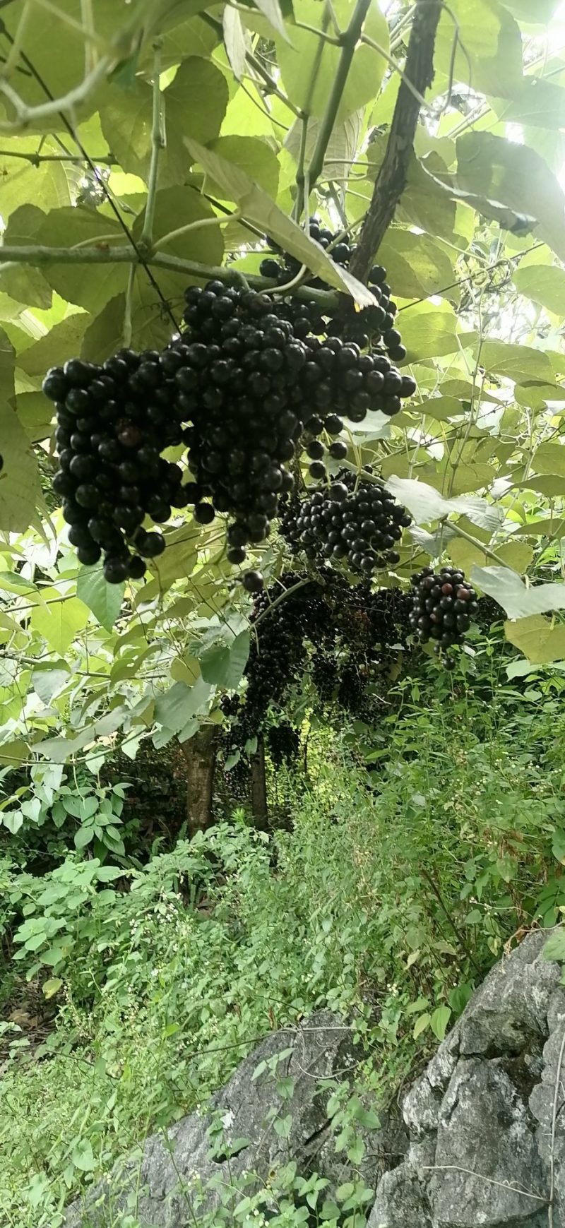 山野葡萄