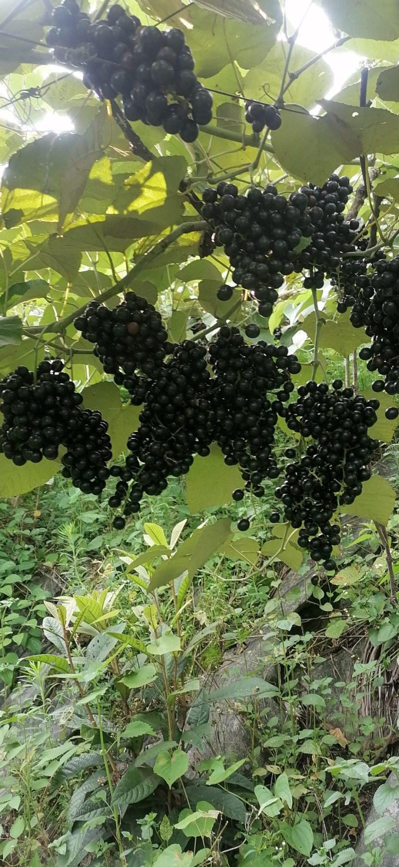 山野葡萄