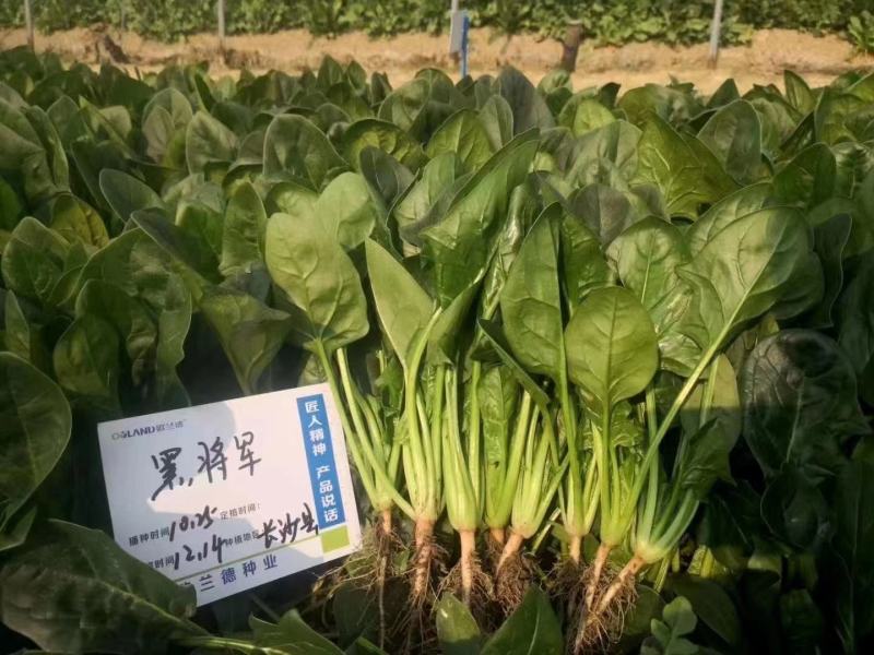 欧兰德黑将军一代杂交菠菜种子尖圆叶直立性好春秋冬蔬菜种子