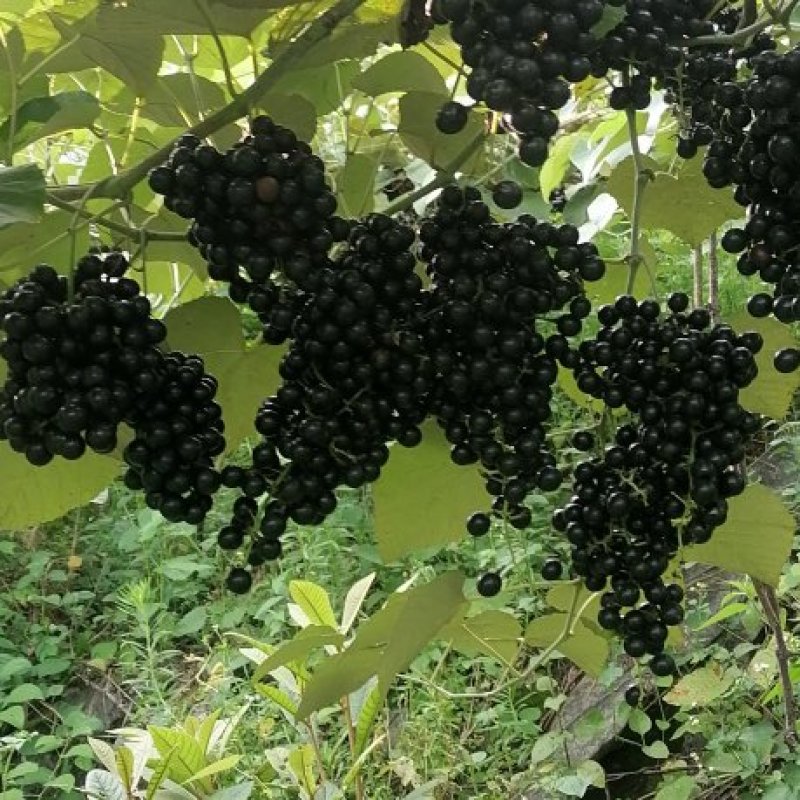 山野葡萄