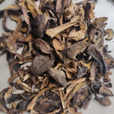 云南普洱野生杂菌