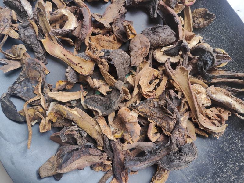 云南普洱野生杂菌