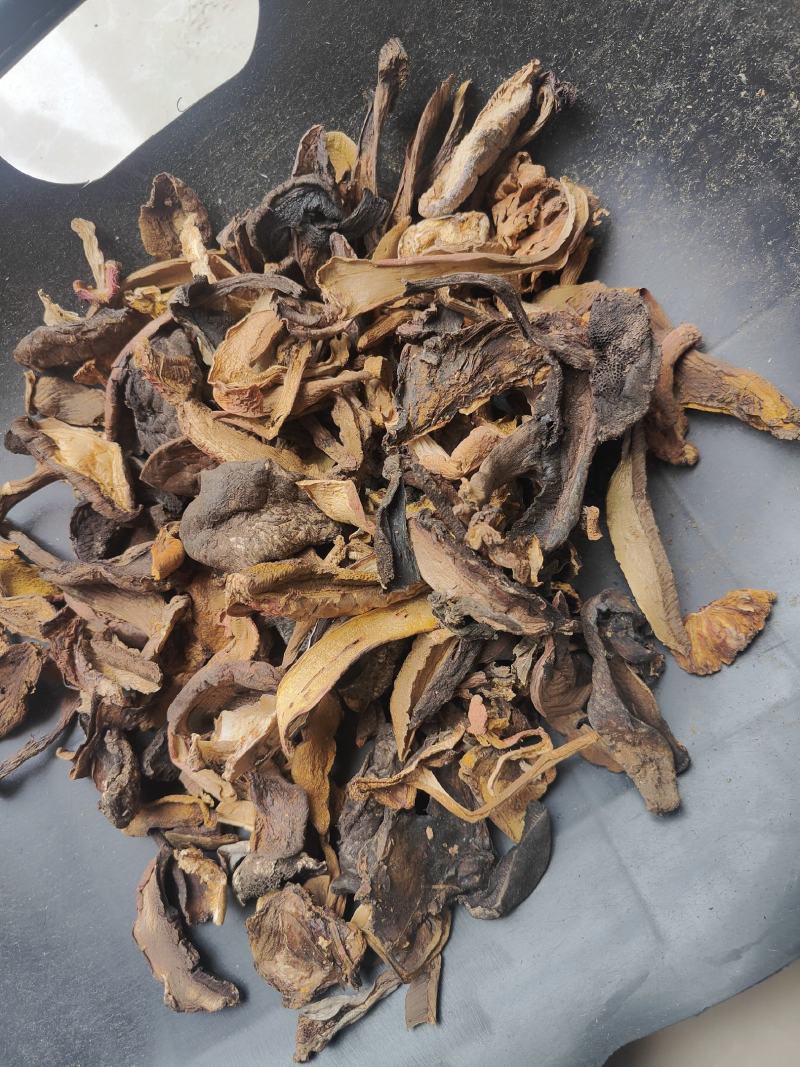 云南普洱野生杂菌