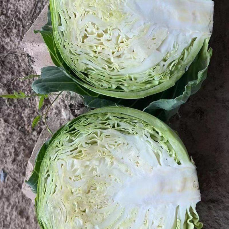 精品绿甘蓝，产地一手货源需要的老板联系，刚开园