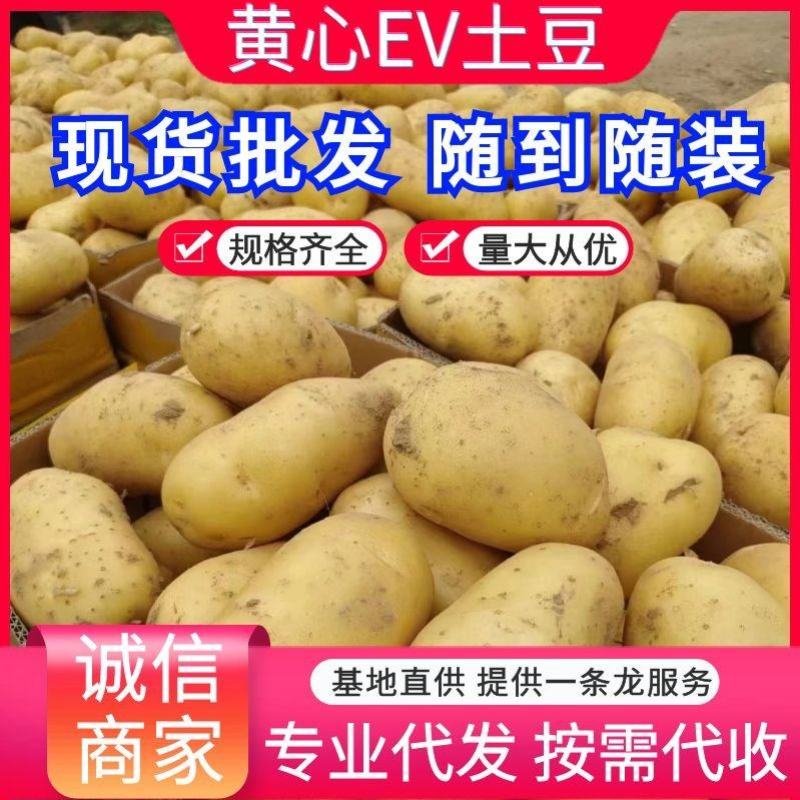 《推荐》黄心ev土豆常磊8号土豆内蒙土豆个头大薯型好