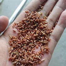红米碎大碎磨粉碎米红碎米天然色酿酒