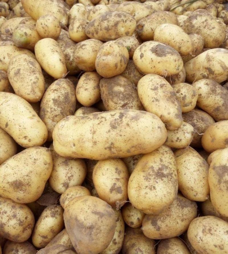 《推荐》V7土豆内蒙土豆黄皮黄心基地现货供应中