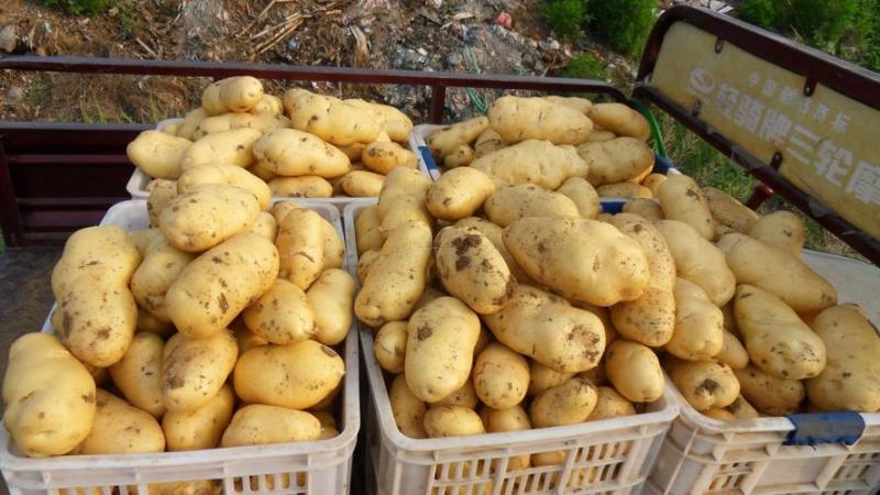 《推荐》V7土豆内蒙土豆黄皮黄心基地现货供应中