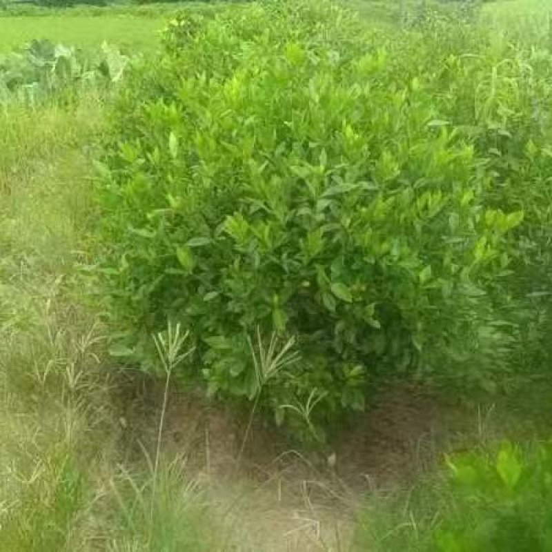栀子花