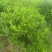 栀子花