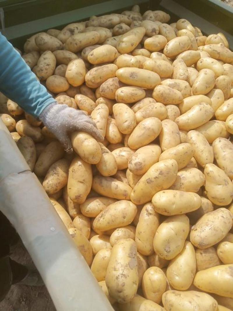 《推荐》希森土豆内蒙土豆大量现货规格齐全全国代发