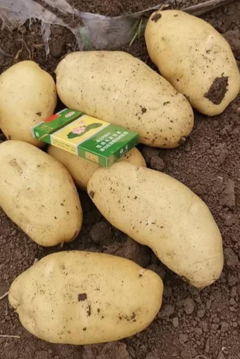 《推荐》希森土豆内蒙土豆大量现货规格齐全全国代发