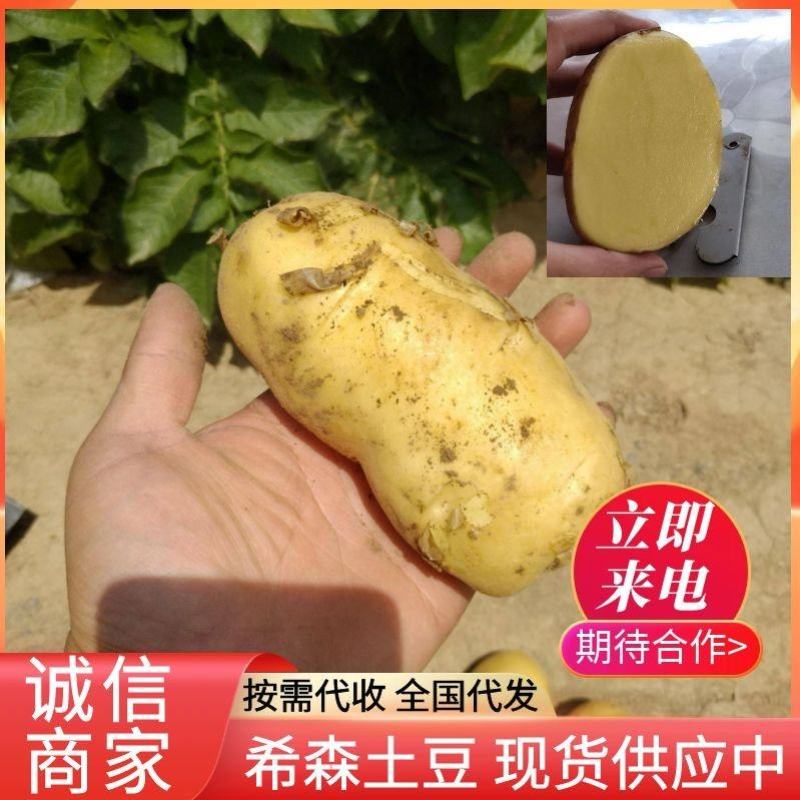 《精品》希森6号土豆内蒙土豆现货供应代发全国