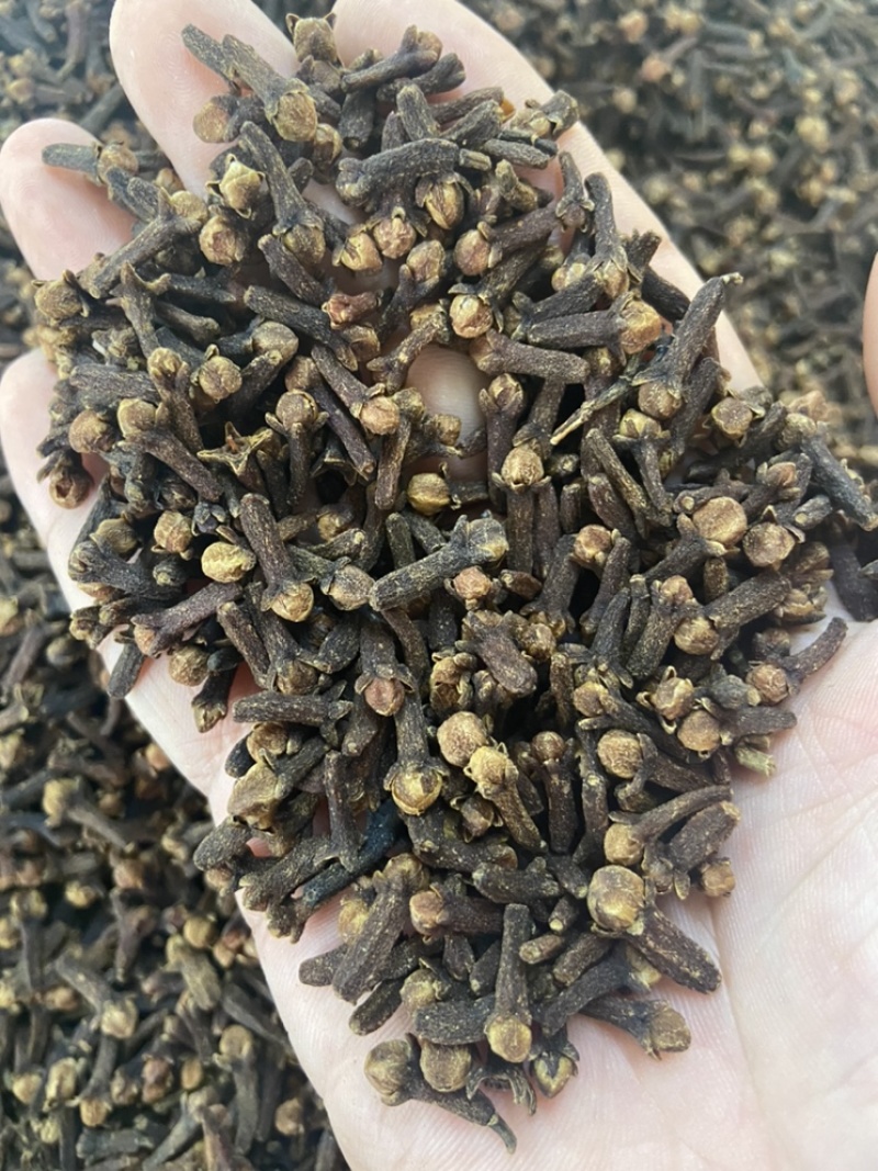 丁香公丁香雄丁香火锅料卤料