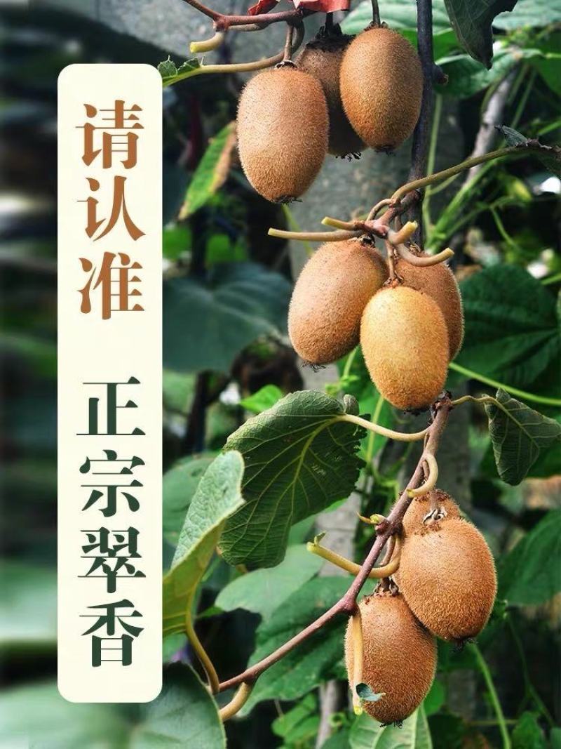 陕西周至真翠香猕猴桃现货产地种植园接直播团购微商一件代发