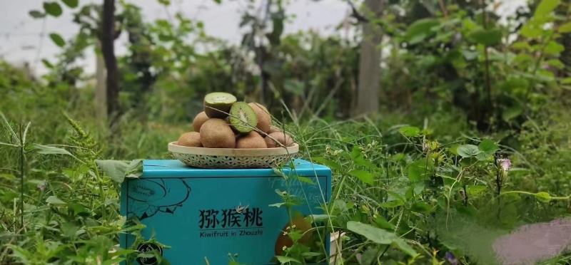 陕西周至真翠香猕猴桃现货产地种植园接直播团购微商一件代发