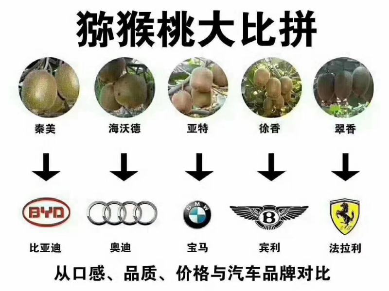 陕西周至真翠香猕猴桃现货产地种植园接直播团购微商一件代发