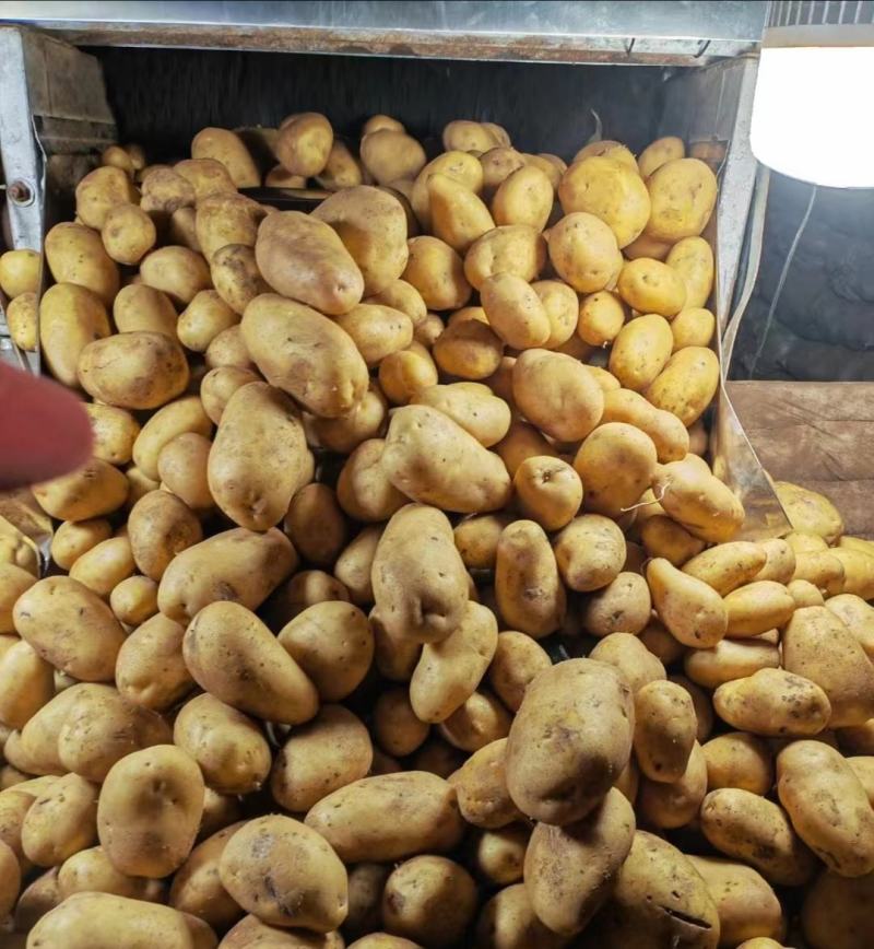 《推荐》黄心土豆内蒙精品土豆品质好质量保证