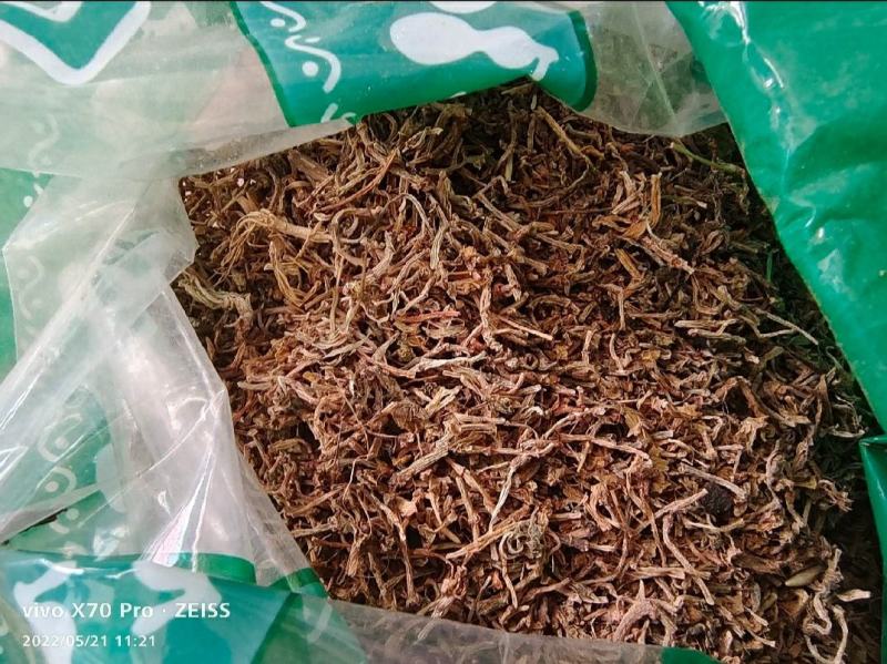 垂盆草干货垂盆草中药材欢迎选购！