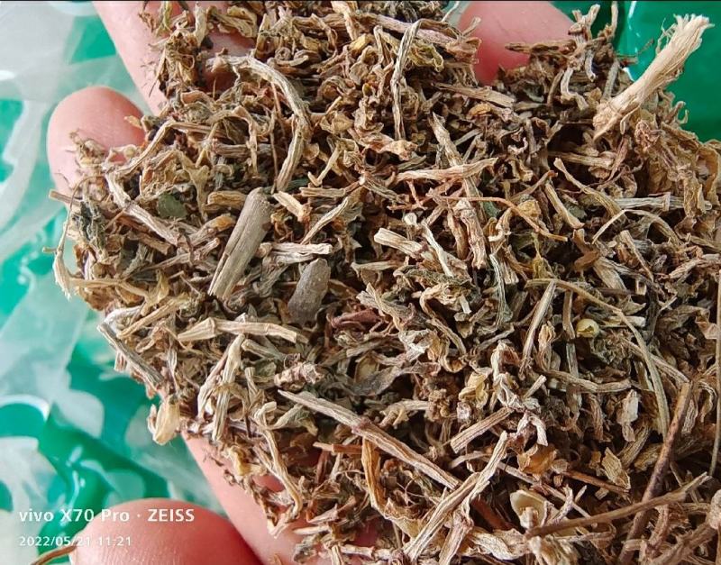 垂盆草干货垂盆草中药材欢迎选购！