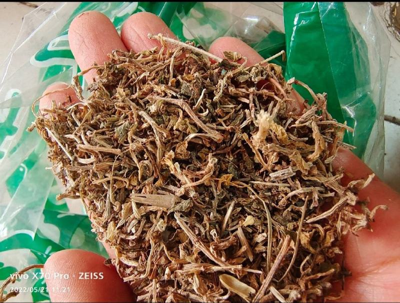 垂盆草干货垂盆草中药材欢迎选购！