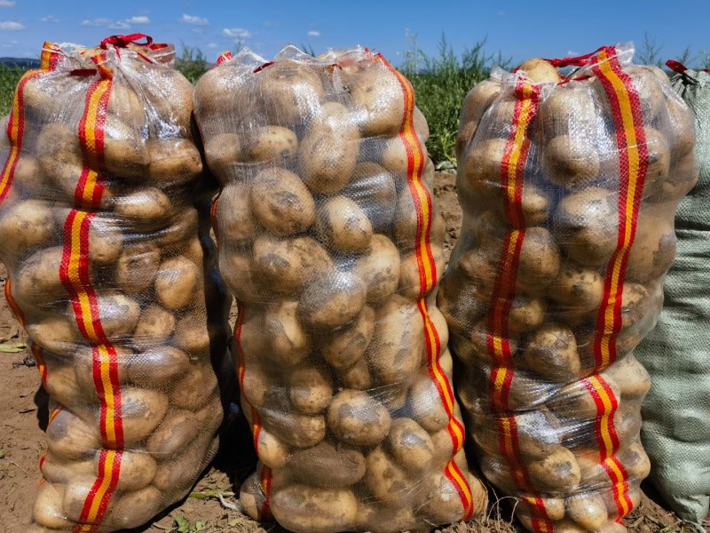 沃土黄心土豆大量上市