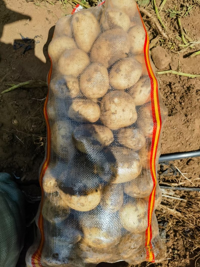 沃土黄心土豆大量上市