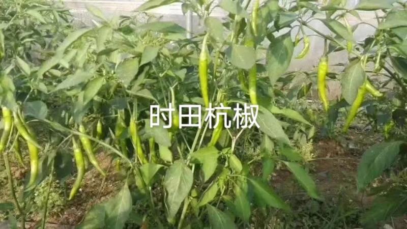 新一代杭椒种子精选杭椒品种早熟皮薄质脆耐低温抗高温