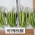 新一代杭椒种子精选杭椒品种早熟皮薄质脆耐低温抗高温