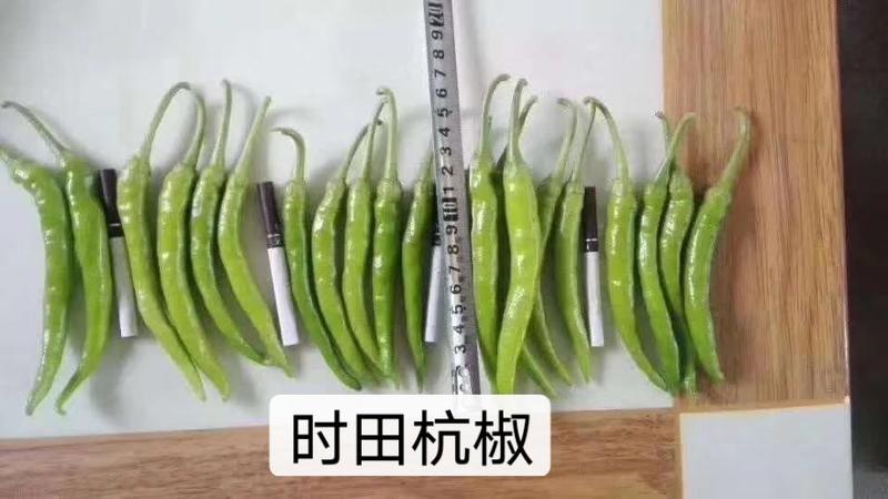 新一代杭椒种子精选杭椒品种早熟皮薄质脆耐低温抗高温