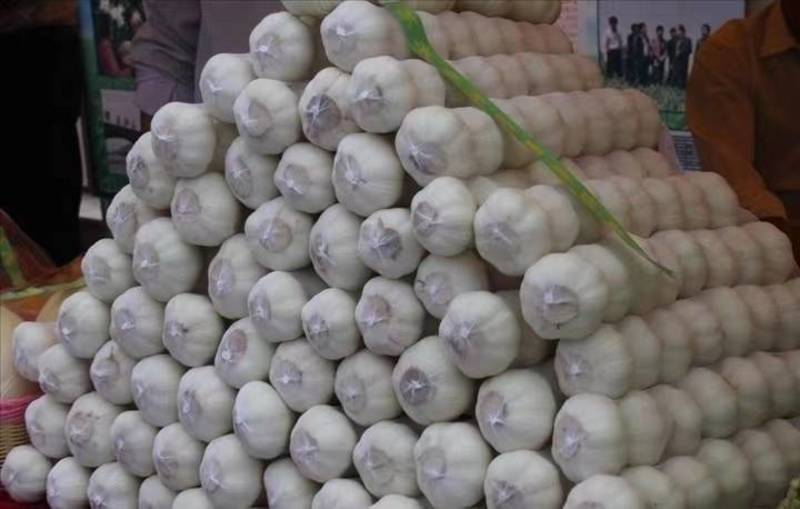 【视频看货】白皮蒜山东大蒜品种齐全量大从优来电优惠