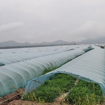 台农种植头茬无籽美都麒麟西瓜