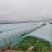 台农种植头茬无籽美都麒麟西瓜
