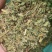 灯盏细辛干货切段中药材欢迎选购！