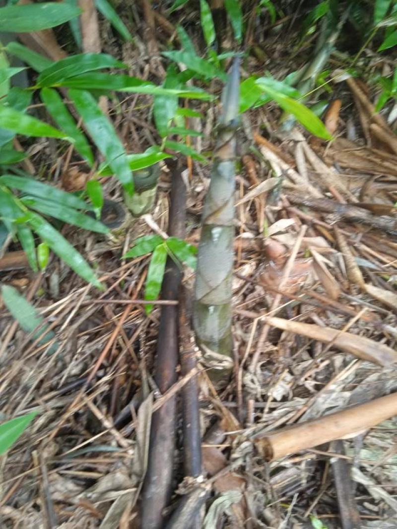 野生甜笋干，广西荔浦，