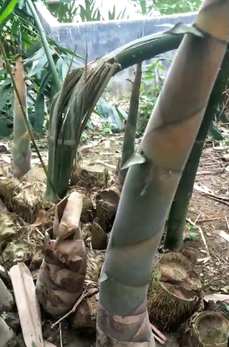 野生甜笋干，广西荔浦，