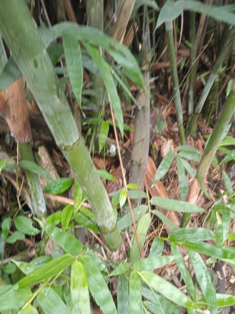 野生甜笋干，广西荔浦，