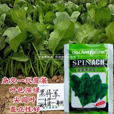 欧兰德黑将军杂交一代菠菜种子尖圆叶菠菜籽叶色深绿直立性好