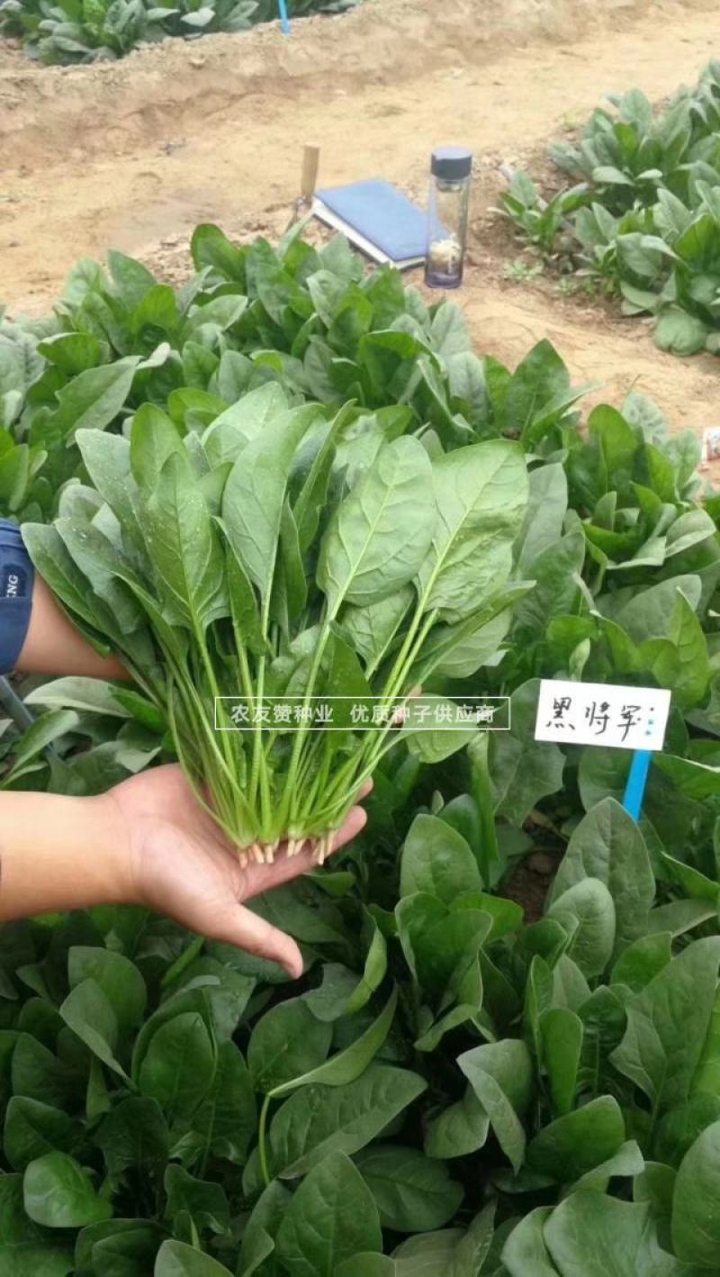 欧兰德黑将军杂交一代菠菜种子尖圆叶菠菜籽叶色深绿直立性好