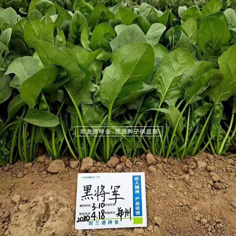 欧兰德黑将军杂交一代菠菜种子尖圆叶菠菜籽叶色深绿直立性好