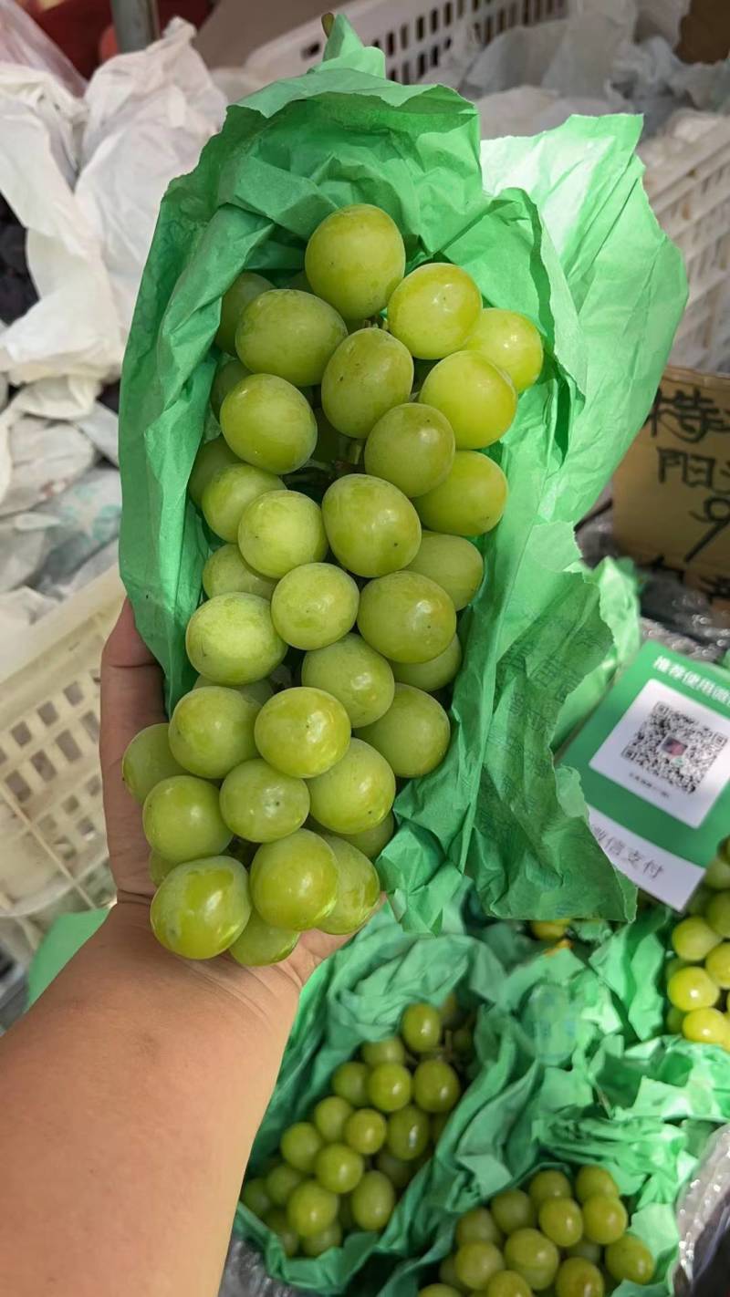 【精品】阳光玫瑰陕西产地发货便宜价格品质保证电联