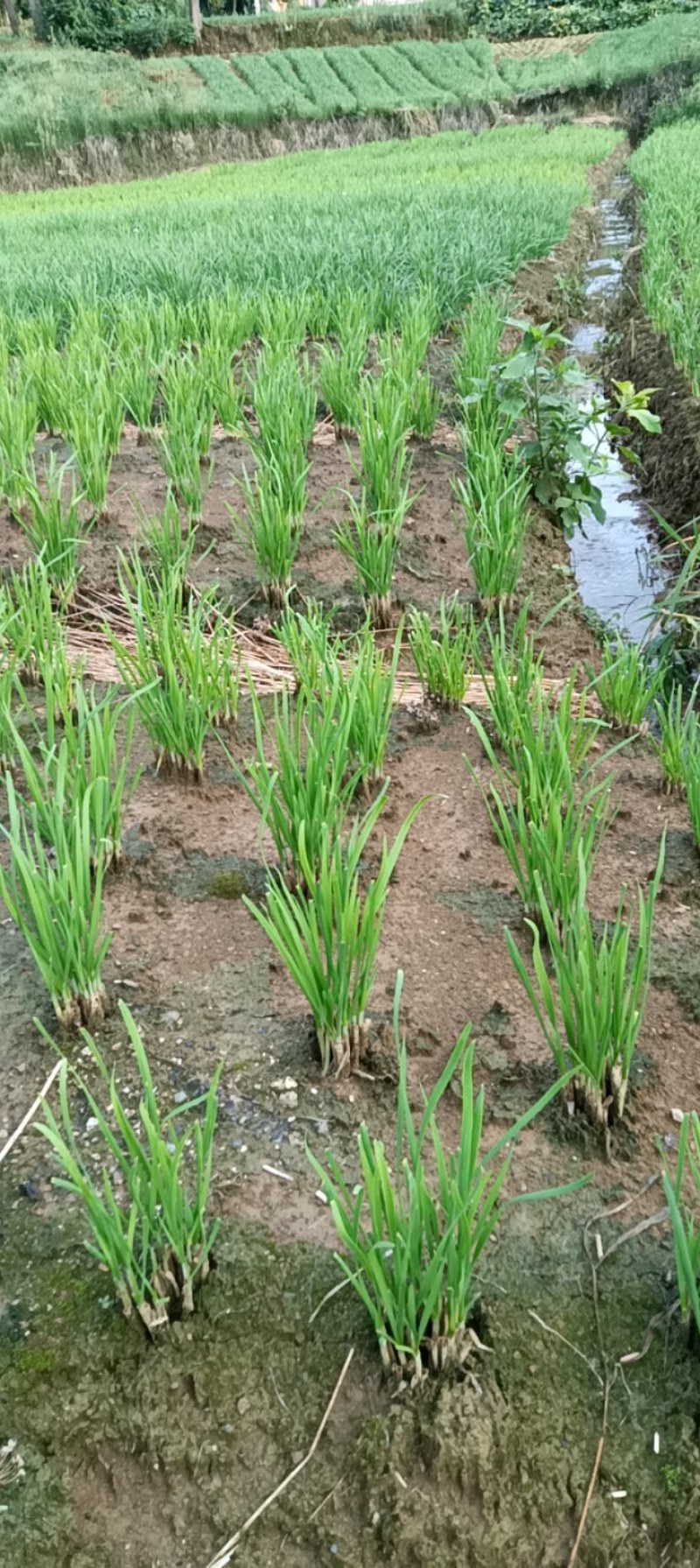 露天精品韭菜欢迎有需求的老板来电贵州黔西发货对接全国客商