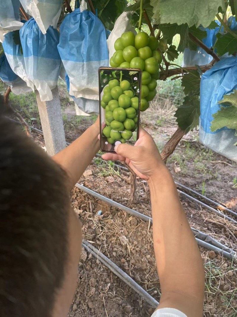 大量购销存库日本晴王阳光玫瑰葡萄大量有货货源充足一手资源