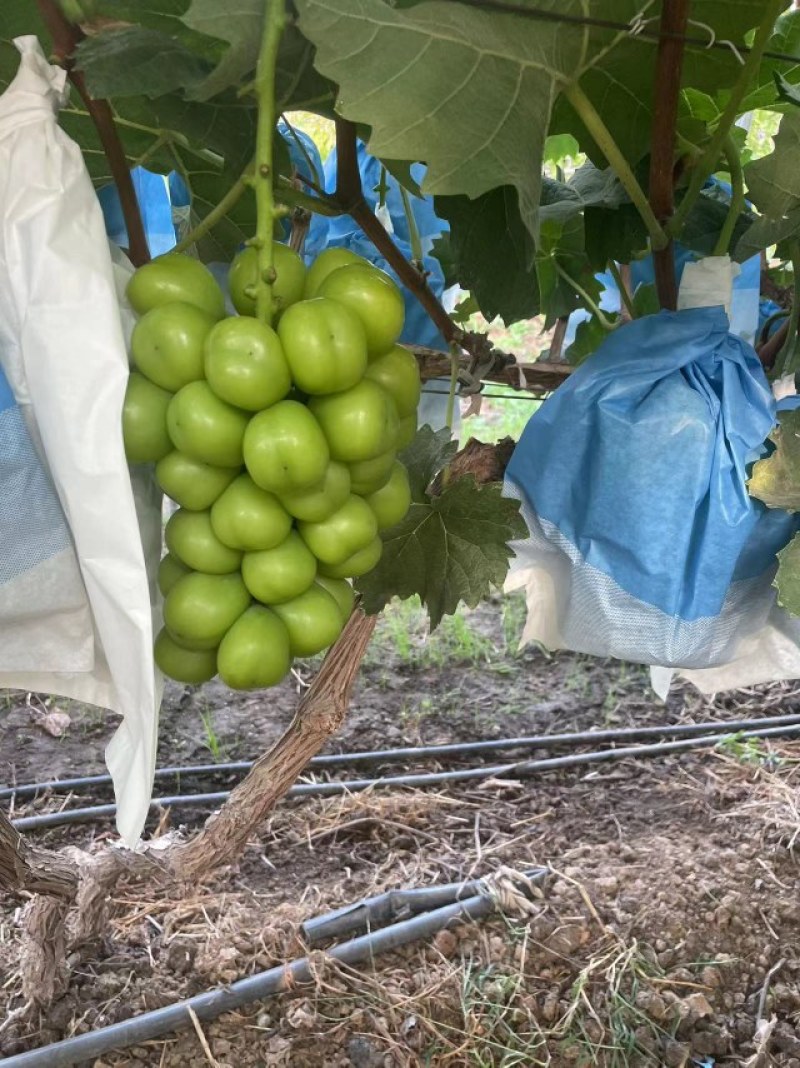 大量购销存库日本晴王阳光玫瑰葡萄大量有货货源充足一手资源