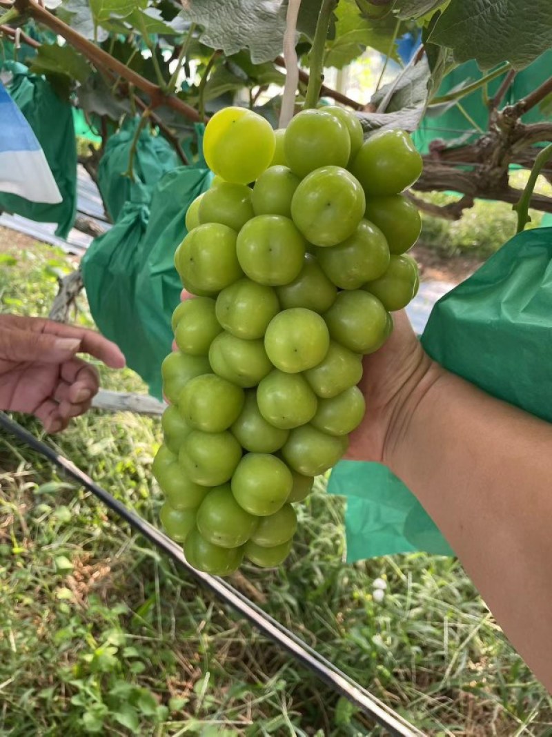 大量购销存库日本晴王阳光玫瑰葡萄大量有货货源充足一手资源