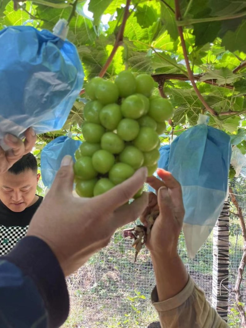 大量购销存库日本晴王阳光玫瑰葡萄大量有货货源充足一手资源