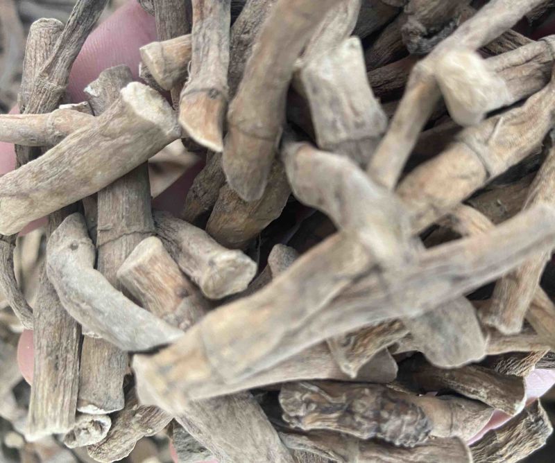 三白草